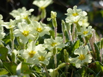 FZ012200 Primroses (Oenothera biennis).jpg